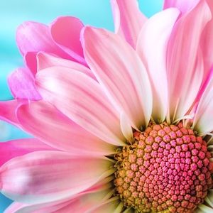 Meet your Posher, Tiara